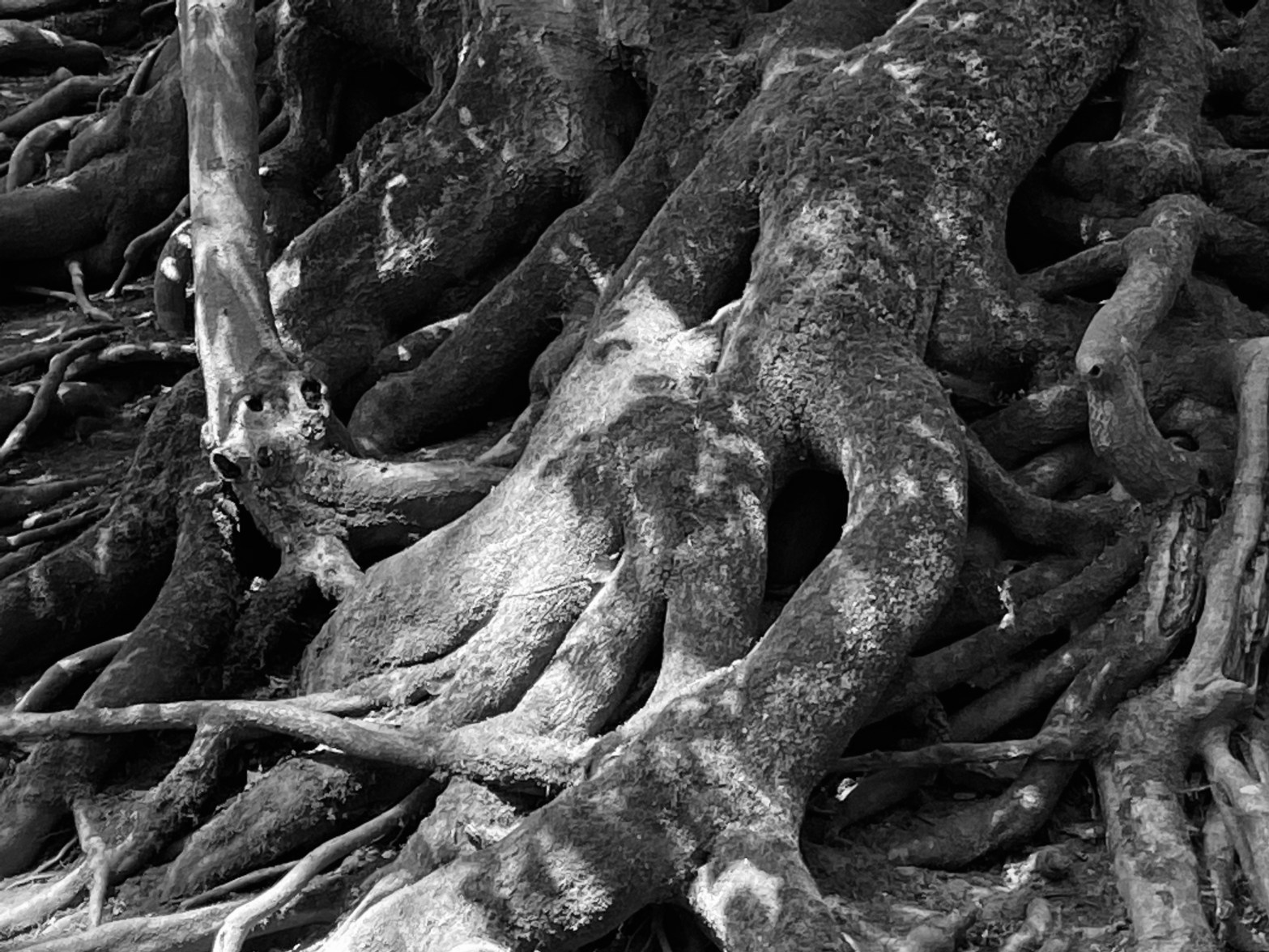 Wurzelwerk